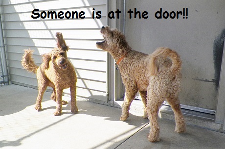Why does my dog bark at me