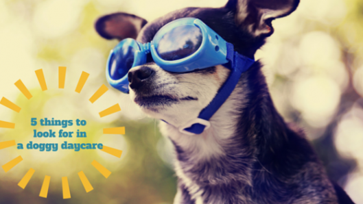 doggy daycare coralville, doggy daycare iowa city,