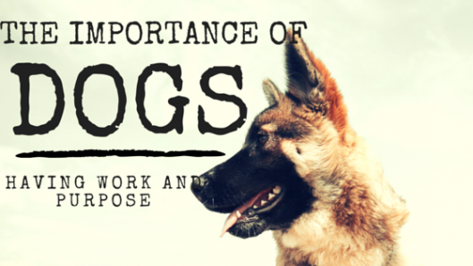 the importance of dogs having work and purpose