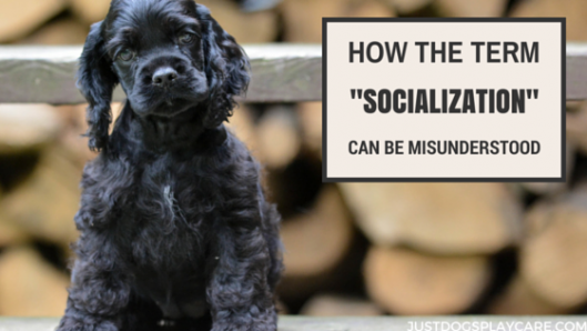 socialization for dogs