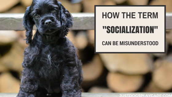 socialization for dogs