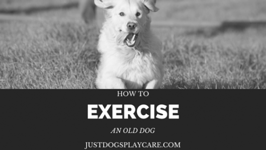 dog exercise