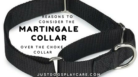 Martingale Collar Over the Choke Collar 