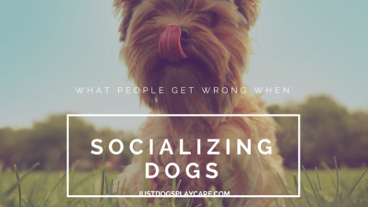 what people get wrong when socializing dogs