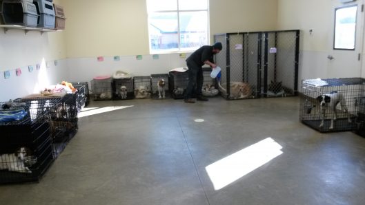 dog boarding coralville