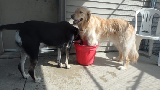 coralville doggy daycare
