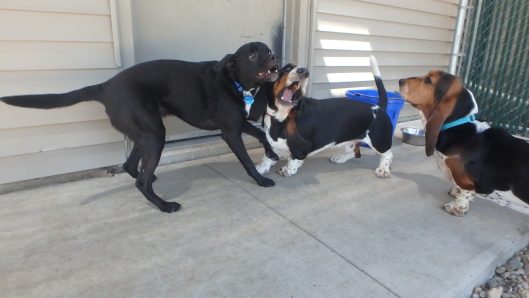 doggie daycare iowa city