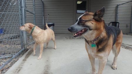 doggie daycare tiffin