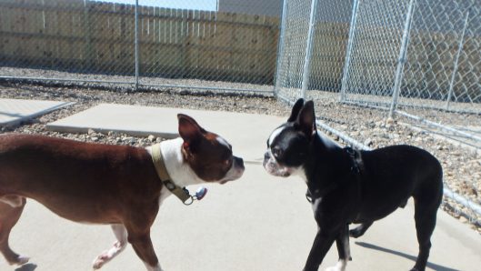 doggy daycare tiffin iowa