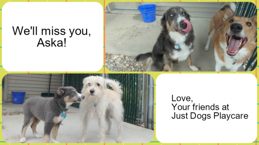 doggy daycare tiffin iowa