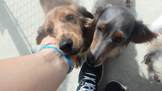 doggy daycare tiffin iowa