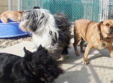 doggy daycare iowa city