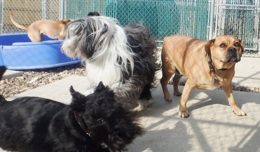 doggy daycare iowa city