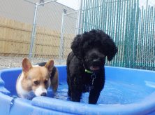 doggy daycare coralville