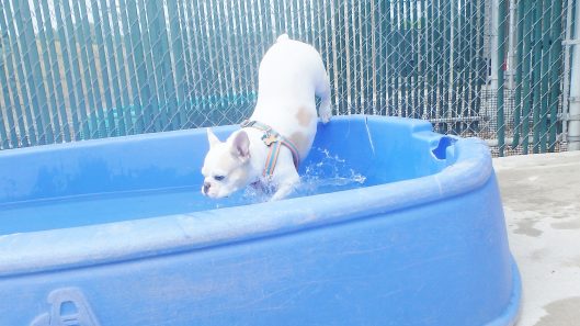 iowa city doggie daycare