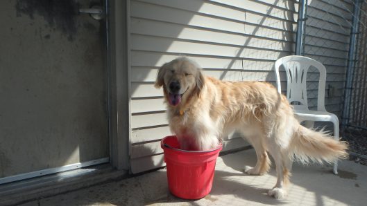 iowa city doggy daycare