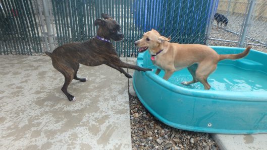 tiffin doggy daycare