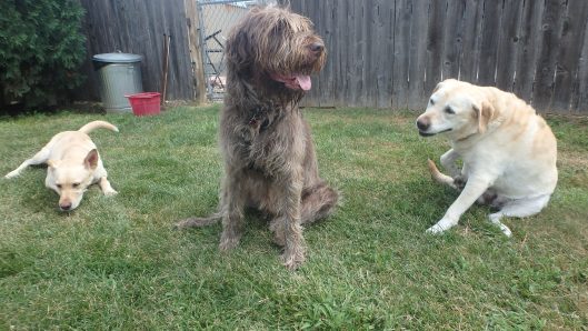 dog kennel coralville iowa