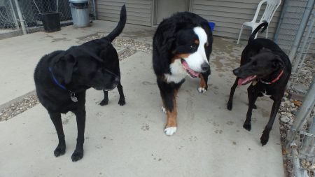 dog kennel coralville