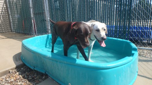 doggy daycare tiffin