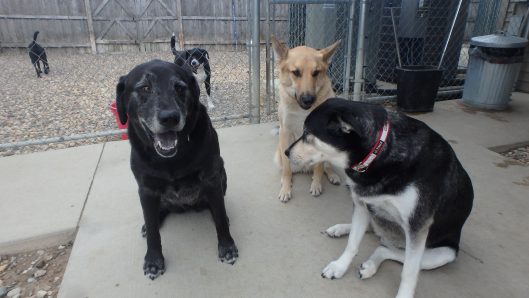 dog kennel tiffin