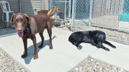 doggie daycare coralville