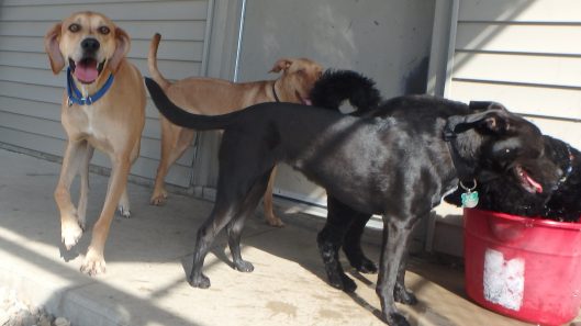 doggie daycare iowa city