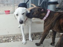 dog-boarding-coralville