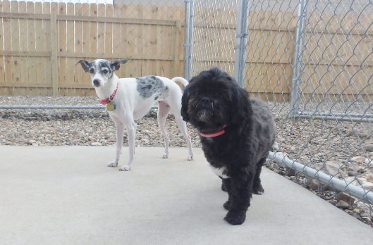 dog-kennel-coralville