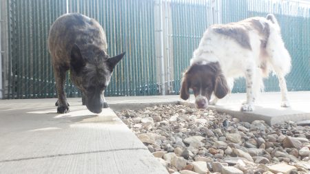 doggie daycare coralville