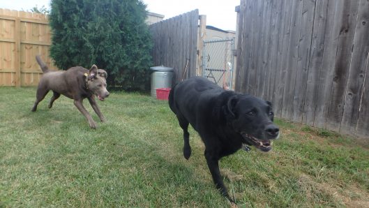 doggie daycare coralville