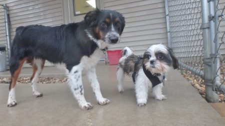dog kenneling