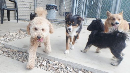 doggy daycare