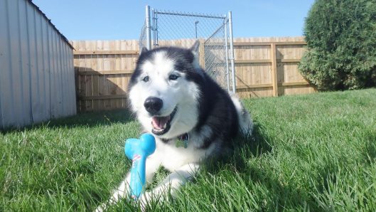 Dog boarding coralville, dog kenneling, dog boarding tiffin, dog boarding iowa city