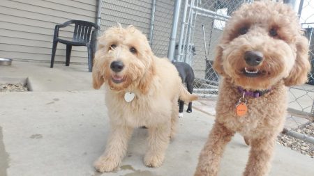 doggy daycare