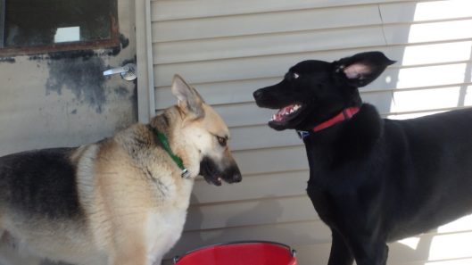 dog boarding tiffin iowa