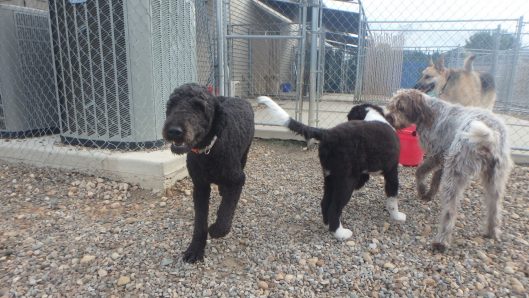 doggy daycare iowa city