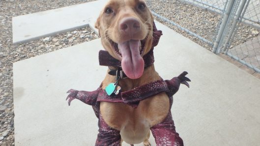 dog boarding