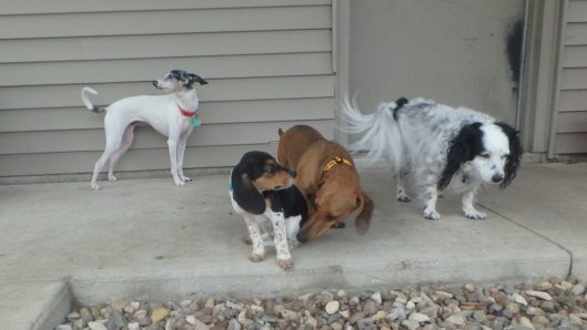 dog boarding Coralville iowa