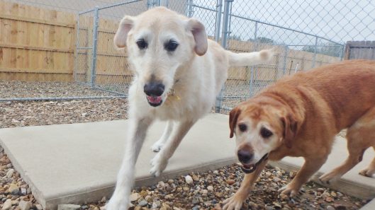 dog boarding coralville iowa