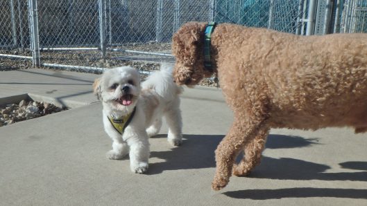 doggy daycare