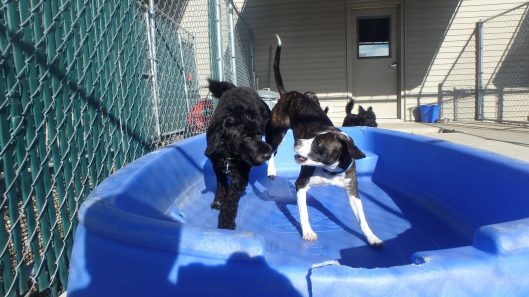 dog kennel