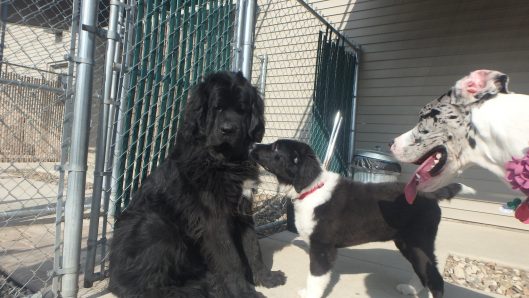 dog kennel iowa city
