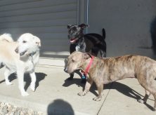 iowa city kennel