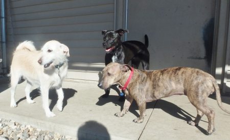 iowa city kennel