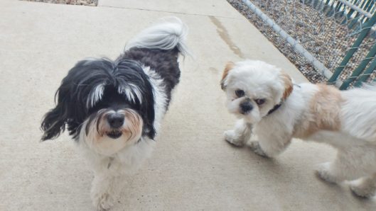 doggy daycare