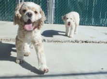 dog boarding
