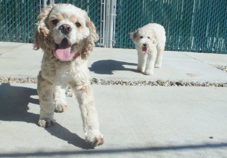 dog boarding