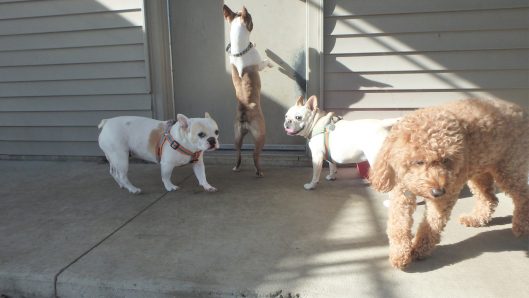 dog kennel coralville iowa