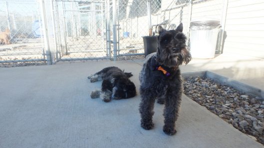 dog kennel iowa city